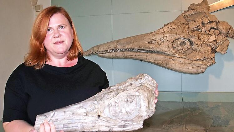 Brigitte Eichner-Grünbeck zeigt vor dem großen Fischsaurierkopf einen weiteren versteinerten Ichthyosaurus-Schädel, der sich derzeit jedoch im Depot des Museums befindet. Foto: Matthias Einwag