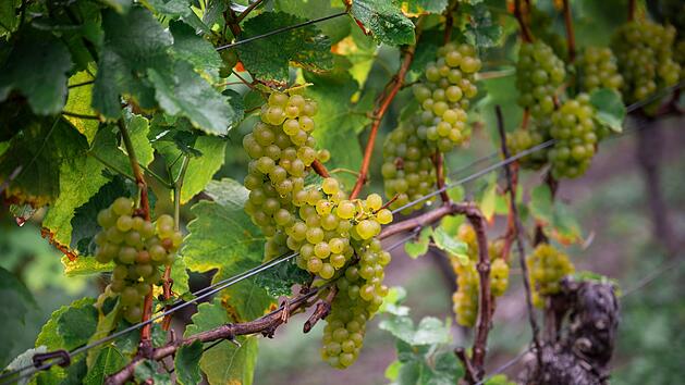 Fränkische Winzer appellieren an Weintrinker - "keine einfachen Zeiten"