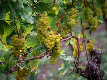 Fränkische Winzer appellieren an Weintrinker - "keine einfachen Zeiten"
