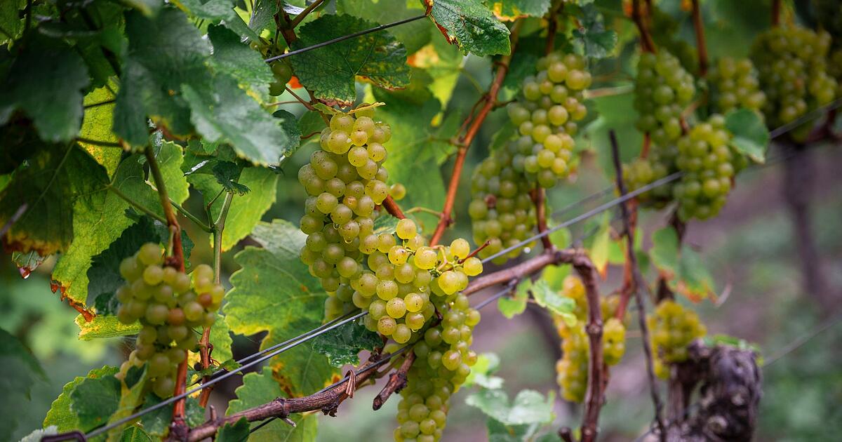 Fr-nkische-Winzer-appellieren-an-Weintrinker-keine-einfachen-Zeiten-