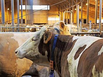 Fleisch- und Milchpreise sind derzeit so niedrig wie schon lange nicht mehr. Für die Bauern auf Dauer ein Problem.  Foto: Archiv/Marco Meißner