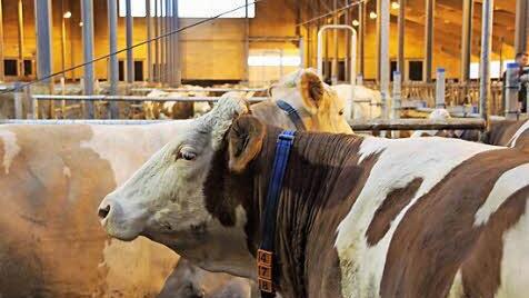 Fleisch- und Milchpreise sind derzeit so niedrig wie schon lange nicht mehr. Für die Bauern auf Dauer ein Problem.  Foto: Archiv/Marco Meißner