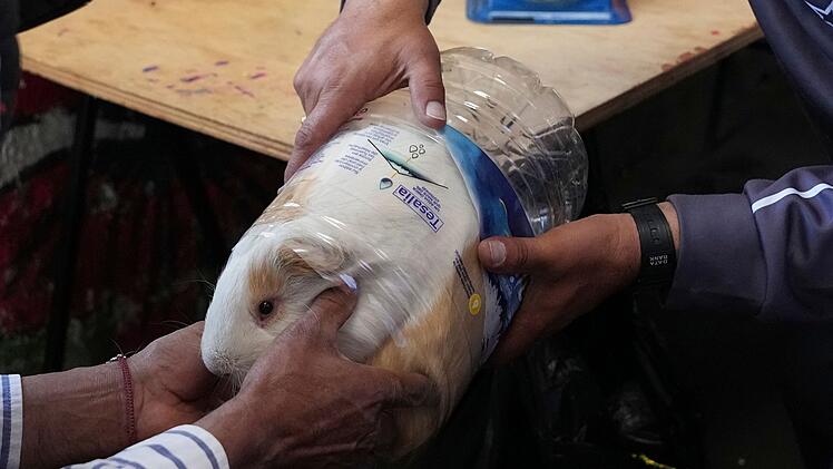 Meerschweinchenrennen in Ecuador