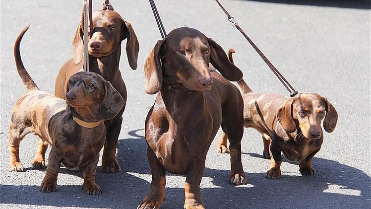 Die Standard-Kurzhaardackel von Regina Kittner