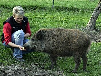Willi verzehrt genussvoll einen Apfel, den "Frauchen" Marion Damm ihm reicht. Foto: Andreas Welz