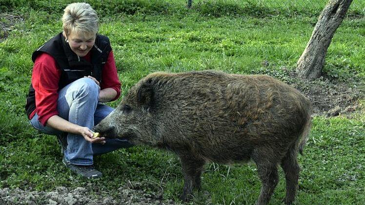 Willi verzehrt genussvoll einen Apfel, den "Frauchen" Marion Damm ihm reicht. Foto: Andreas Welz