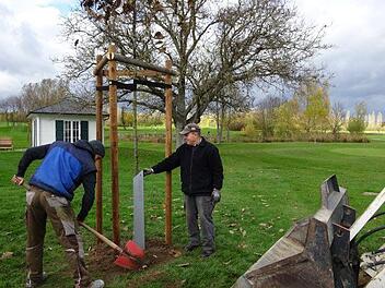 Eine Roteiche und eine Stele erinnern an die Gründungsmitglieder des Golfclubs Maria Bildhausen.  Foto: Anton Then
