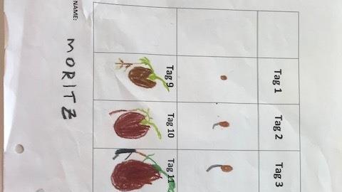 Die Kinder führten ein Bohnentagebuch.