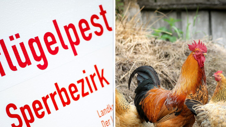 Vogelgrippe-Virus:  Es bestehe kein Risiko einer Weitergabe des Virus