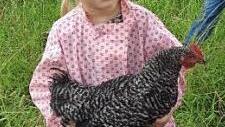 Das Huhn war ganz zahm und ließ sich auf den Arm nehmen. Foto: privat