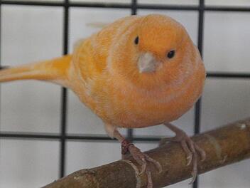 Tier der Woche: Wildfang aus Martinsheim