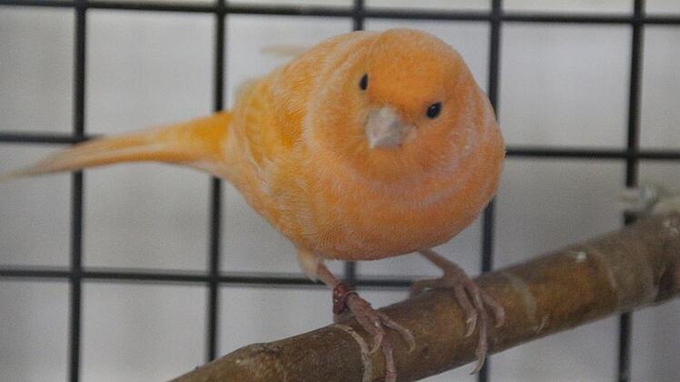 Tier der Woche: Wildfang aus Martinsheim