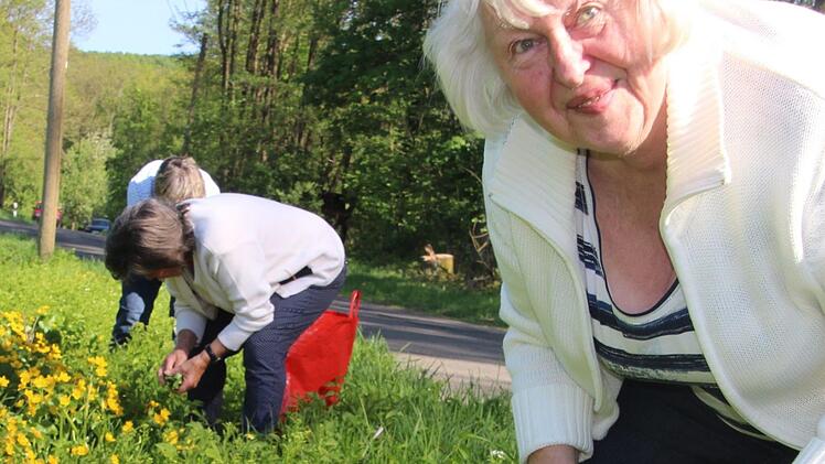 Auf der Suche nach Sumpfdotterblumenblättern. Fuchs