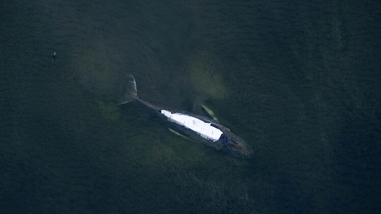 Rettungsaktion f&uuml;r den Buckelwal