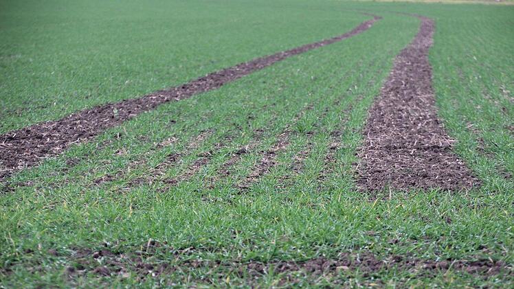 Wachstum im Winter: Die Wintergerste gedeiht bei Temperaturen über fünf Grad plus.