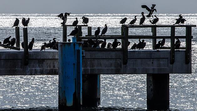 Komorane auf der Seebrücke