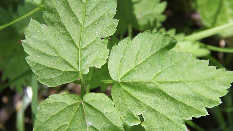 Giersch: Weil er sich schnell ausbreitet, ist Giersch bei Gärtnern oft unbeliebt. "Obwohl es sich um ein sehr gutes Wildkraut handelt", sagt Edith Wagner. Auf fränkisch heißt der Giersch "Strenzela", er passt in Suppen, zu Salaten und zu Spinat. Früher wurde die Pflanze gegen Gicht eingesetzt, weil sie entwässernd, entschlackend und entgiftend wirkt.