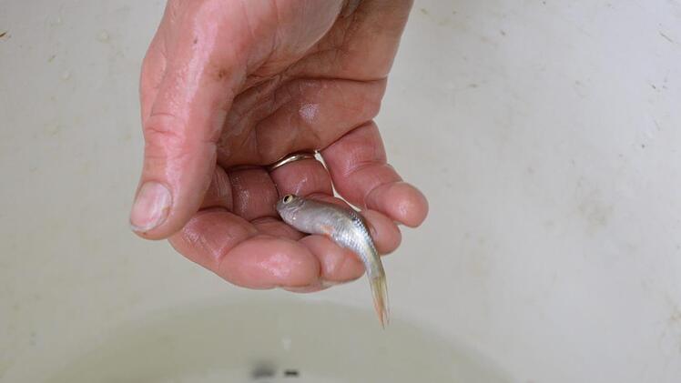 Zappelnde Rotfeder.Isolde Krapf