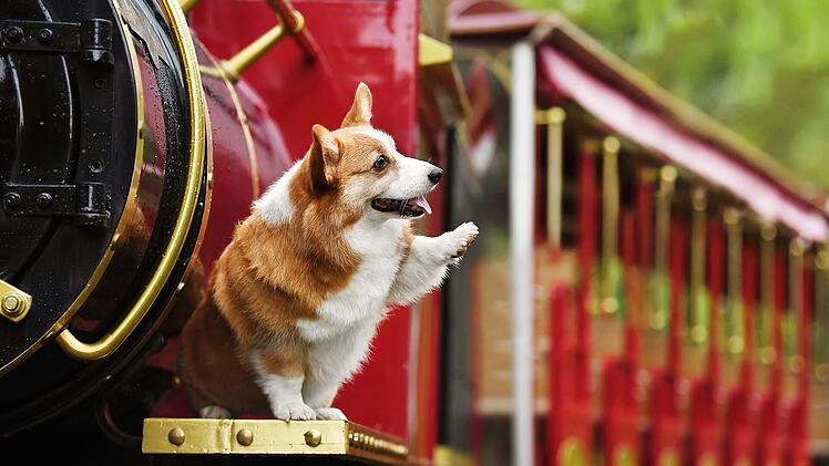 Corgis können bei einer frühzeitigen Sozialisierung recht kinderlieb und familienfreundlich sein.