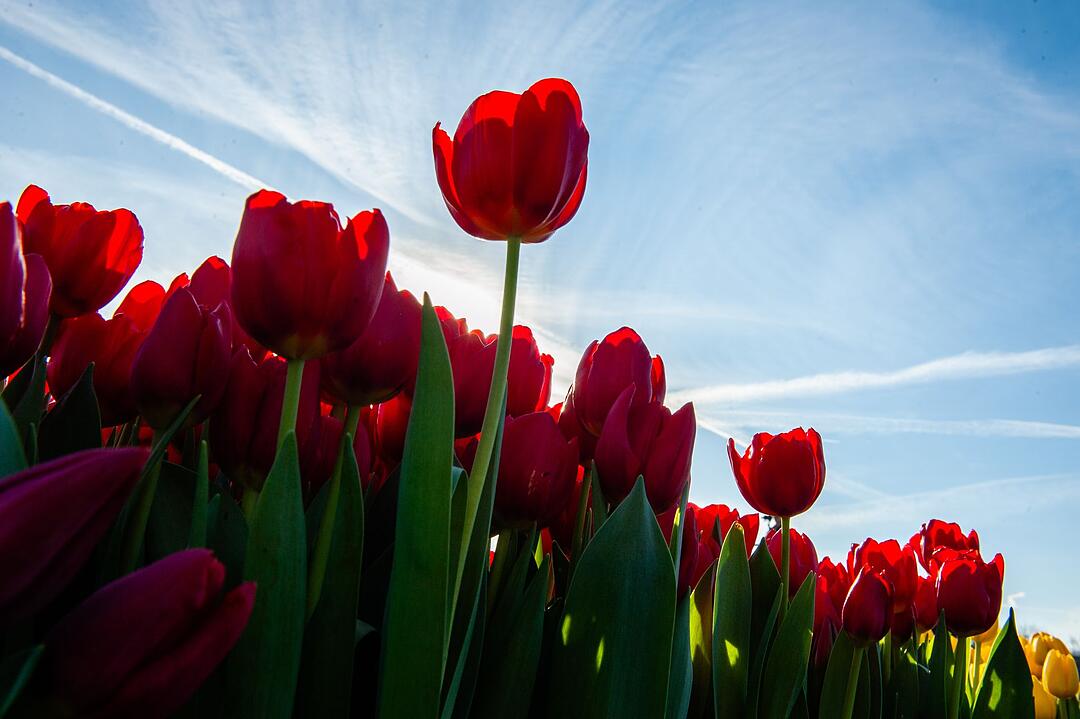 Tulpentag in Holland
