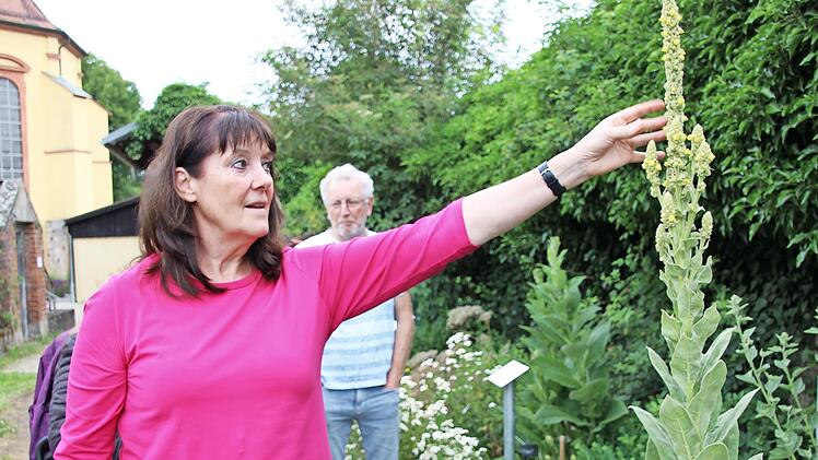 Auch eine zwei Meter hohe Königskerze prangt im Bibelkräutergarten, den Karin Maisel betreut.