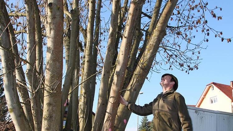 Die Baumgruppe am Ortseingang wird gelichtet.