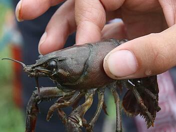 Vor zehn Jahren war der Signalkrebs in der Itz noch eine große Plage, aber durch intensives Herausfischen konnte er eingedämmt werden. Foto: Michael Stelzner