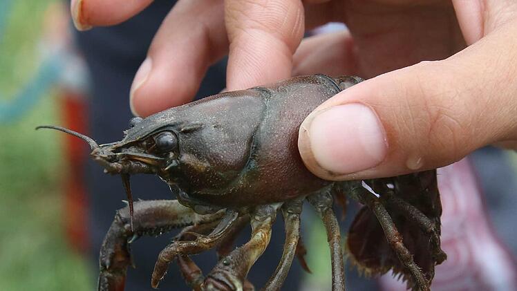 Vor zehn Jahren war der Signalkrebs in der Itz noch eine große Plage, aber durch intensives Herausfischen konnte er eingedämmt werden. Foto: Michael Stelzner