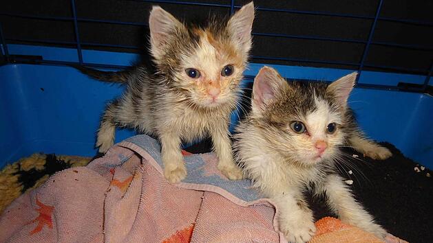 Neuank&ouml;mmlinge im Tierheim Unternesselbach (Bild 1, Foto: Tierheim Unternesselbach)