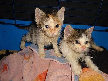 Neuank&ouml;mmlinge im Tierheim Unternesselbach (Bild 1, Foto: Tierheim Unternesselbach)