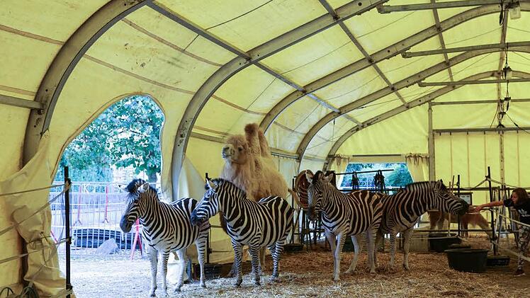 Neugierige Zebras. Foto: Barbara Herbst