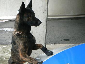 Personensuche erfolgreich: Vermisster mithilfe von Polizeihunden aufgefunden