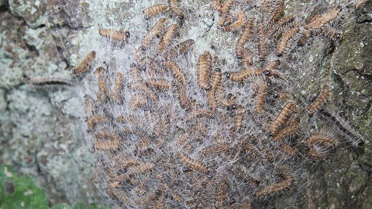 Die Zeit der gro&szlig;en Raupenprozessionen sind schon vorbei, derzeit fliegen die kleinen unscheinbaren Schmetterlinge aus - und sorgen f&uuml;r Nachwuchs.Sonny Adam