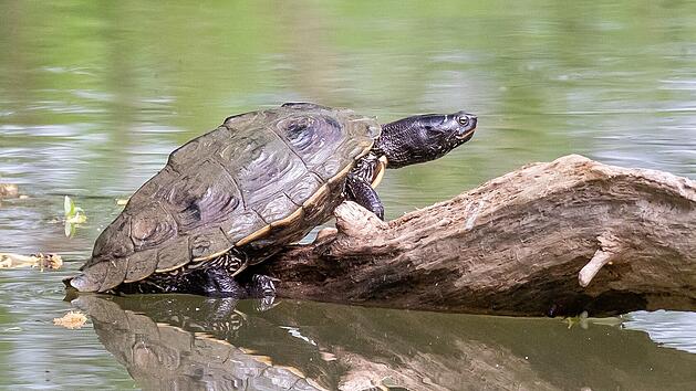 Schildkr&ouml;tenarten im Landkreis Coburg: "geh&ouml;ren nicht in unsere Natur"