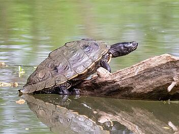 Schildkr&ouml;tenarten im Landkreis Coburg: "geh&ouml;ren nicht in unsere Natur"