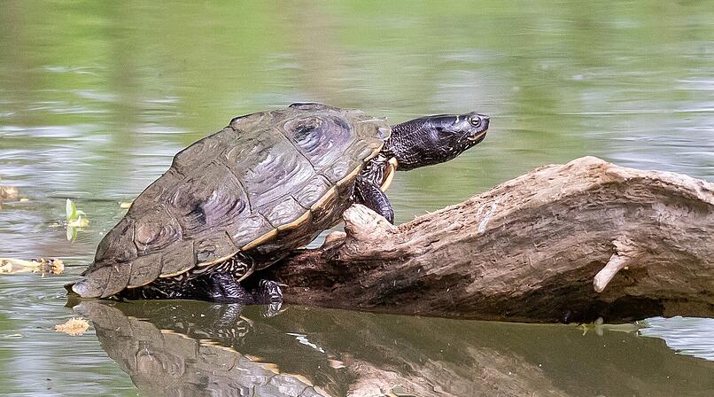 Schildkr&ouml;tenarten im Landkreis Coburg: "geh&ouml;ren nicht in unsere Natur"