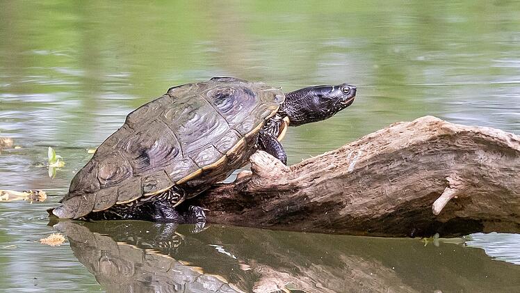 Schildkr&ouml;tenarten im Landkreis Coburg: "geh&ouml;ren nicht in unsere Natur"