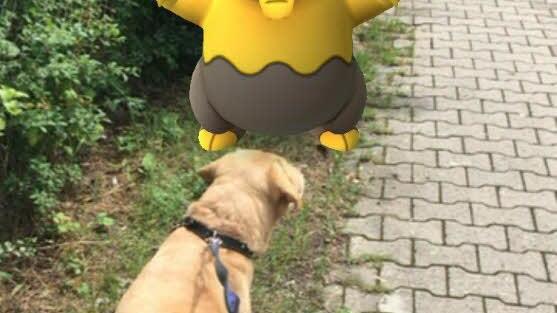 Ein Traumato blockiert dem Golden Retriever den Weg.  Foto: Mert