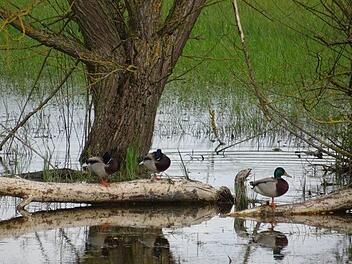 Ein Vielzahl an seltenen Vögeln, aber auch heimische Tiere hat sich am Riedgrabensee angesiedelt.  Foto: Anton Then