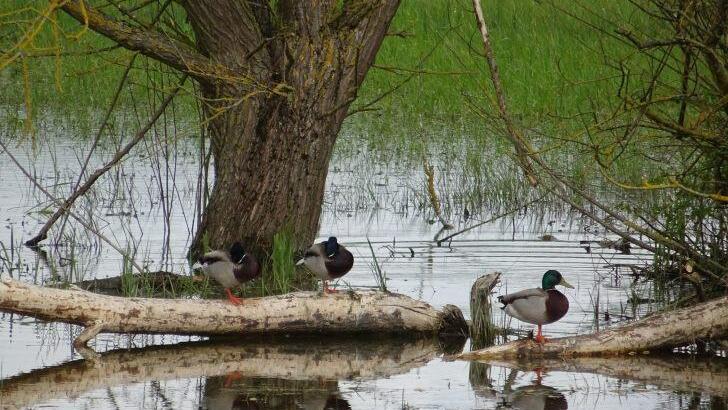 Ein Vielzahl an seltenen Vögeln, aber auch heimische Tiere hat sich am Riedgrabensee angesiedelt.  Foto: Anton Then