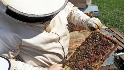 Mitglieder des Obst- und Gartenbauvereins Unfinden bekamen von Imker Horst Kresser gezeigt, wie die Rahmen mit den Waben gereinigt und kontrolliert werden. Foto: Gerold Snater