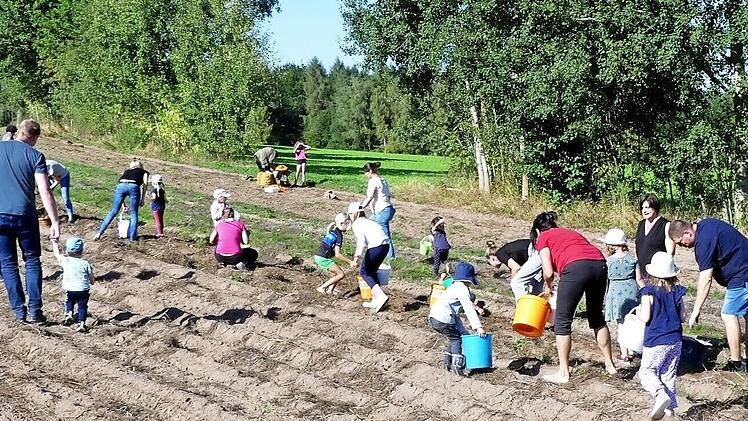 Mit viel Eifer sind die Kinder und ihre Eltern bei der Kartoffelernte und füllen Eimer für Eimer.