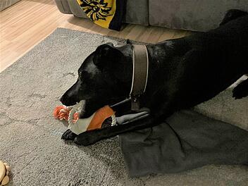 Hund Loki war ebenfalls im Unfall-Fahrzeug