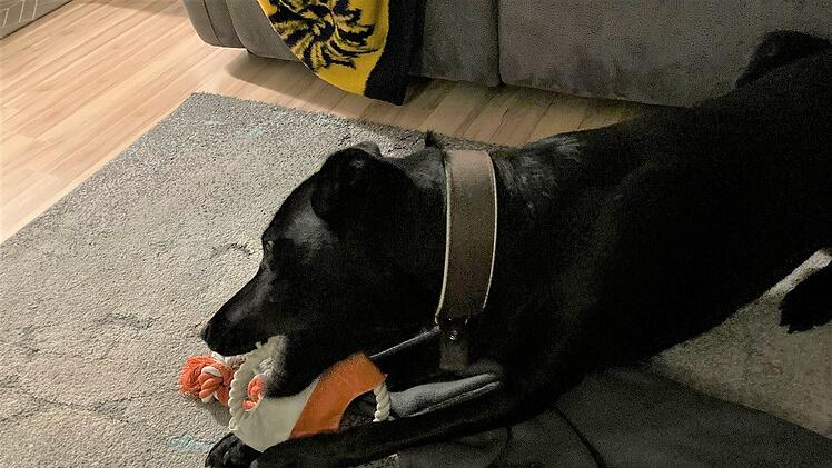 Hund Loki war ebenfalls im Unfall-Fahrzeug