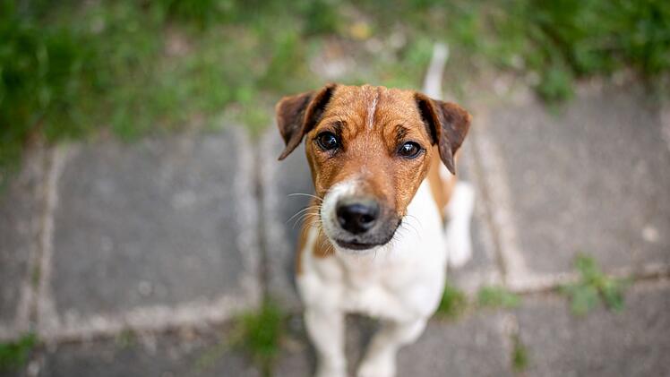 Tierheim Nürnberg: Hund Goofy wartet schon fast ein Jahr - hat "ein paar Besonderheiten"