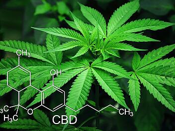 Cannabis soll zukünftig auch in Deutschland legalisiert werden.