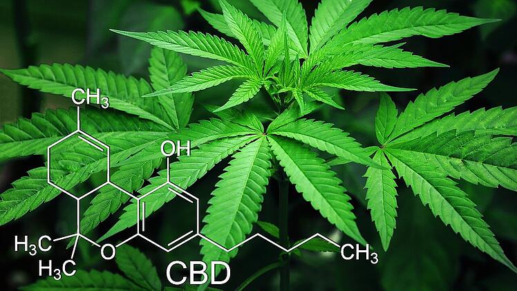 Cannabis soll zukünftig auch in Deutschland legalisiert werden.