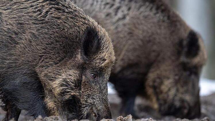 Wildschwein überfahren - Kettenreaktion folgte