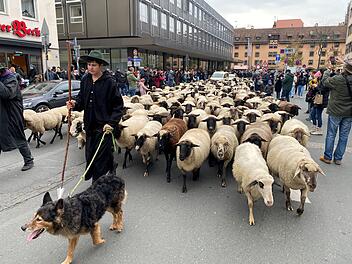 Hunderte Schafe ziehen durch N&uuml;rnberg - Naturspektakel in Bildern