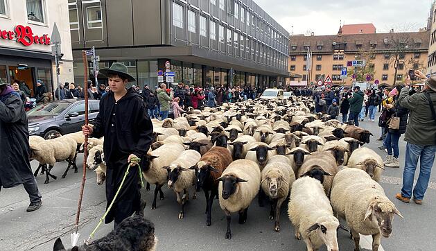 Hunderte Schafe ziehen durch Nürnberg - Naturspektakel in Bildern